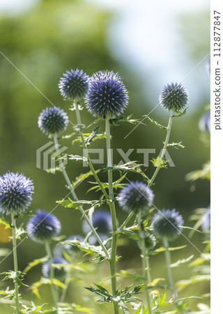 Rurita thistle, Takino Suzuran Hills Park, Sapporo City Rurita thistle, Takino Suzuran Hills Park, Sapporo City 112877847