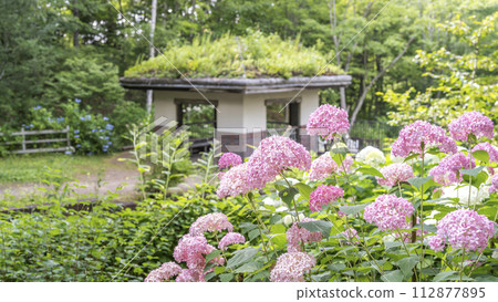 粉紅安娜貝爾 16:9 瀧野鈴蘭之丘公園 札幌市 112877895