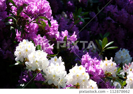 Pink rhododendron blowing in the wind, summer time. High quality 4k footage 112878662