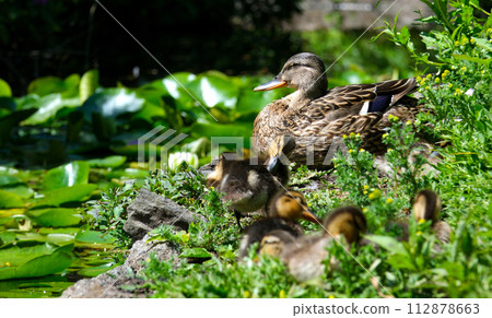 A high resolution video of a group of ducks at a pond in the Dutch forest called Het Haagse Bos. Wildlife, animal footage. No people, horizontal video. Ducks eat grass in a summer meadow A high resolution video of a group of ducks at a pond in the Dutch forest called Het Haagse Bos. Wildlife, animal footage. No people, horizontal video. Ducks eat grass in a summer meadow 112878663