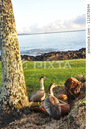 夏威夷希洛海灘上的鳥兒 夏威夷希洛海灘上的鳥兒 112878694
