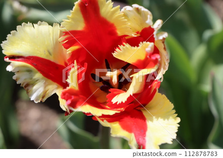 春季花圃不可缺少的5種鬱金香花 112878783