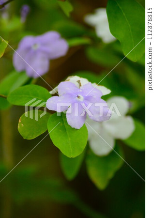 Pretty flower Nioban Matsuri 112878815