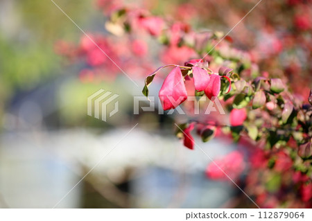 Komuyumi autumn leaves 112879064