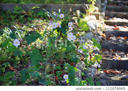 Shuigayuki flower Shuigayuki flower 112879069