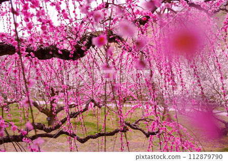 Pink colorful weeping plum 112879790