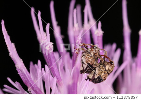 Creature Insect Getogemnesar weevil, long proboscis and large compound eyes on a rolling body Creature Insect Getogemnesar weevil, long proboscis and large compound eyes on a rolling body 112879857