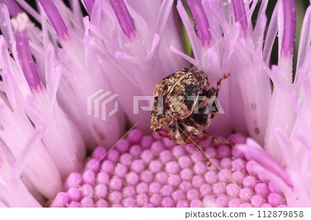 Creatures Insects The weevil, the larvae are parasitic on plants in the subfamily Orientalidae, including the algae 112879858