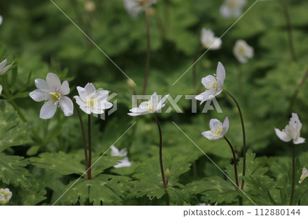 Two-wheeled grass Two-wheeled grass 112880144