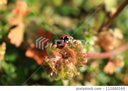ladybug ladybug 112880169