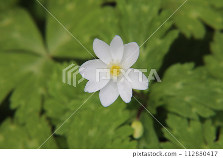 兩輪草 兩輪草 112880417