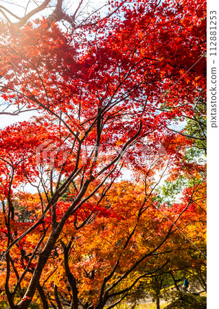 Autumn leaves at Inasayama Park [Nagasaki City] 112881253