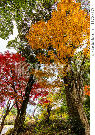 稻佐山公園的紅葉【長崎市】 112881265