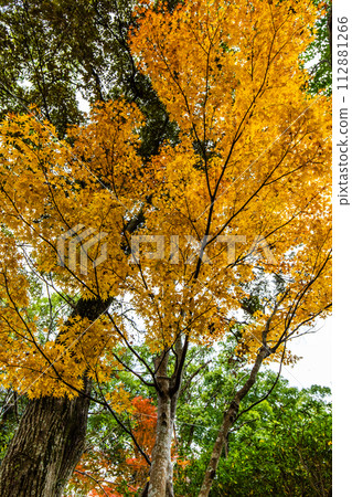 Autumn leaves at Inasayama Park [Nagasaki City] 112881266