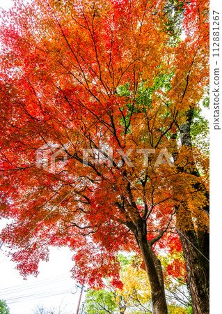 稻佐山公園的紅葉【長崎市】 112881267