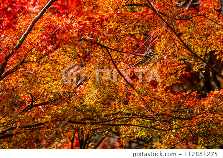 Autumn leaves at Inasayama Park [Nagasaki City] 112881275