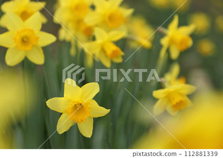 Narcissus flower 112881339