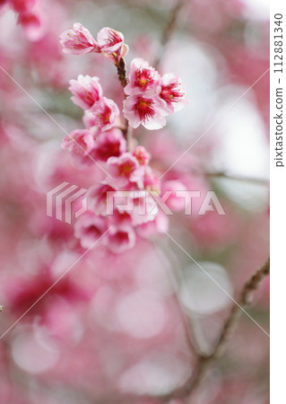Cherry cherry blossoms 112881340