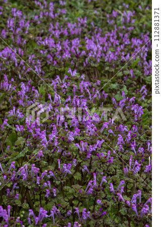 Hotokenoza blooms until the ground turns pink 112881371