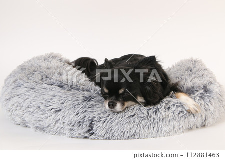 Chihuahua sleeping on a fluffy bed Chihuahua sleeping on a fluffy bed 112881463