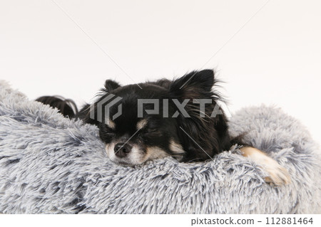 Chihuahua sleeping on a fluffy bed Chihuahua sleeping on a fluffy bed 112881464