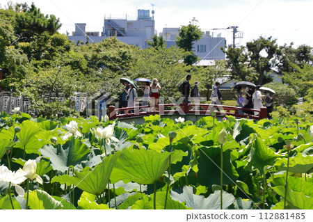 鶴岡八幡宮、源氏池的白蓮花和紅橋 鶴岡八幡宮、源氏池的白蓮花和紅橋 112881485