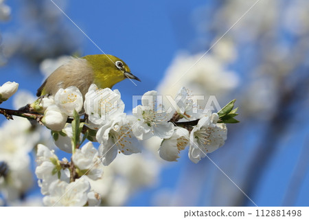 Flower peach blossom and mejiro Flower peach blossom and mejiro 112881498