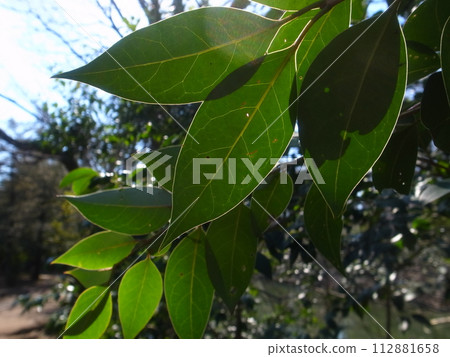 leaf leaf 112881658