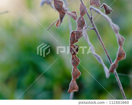 粘蟲：豆科豆科植物的聯合果實 112881660