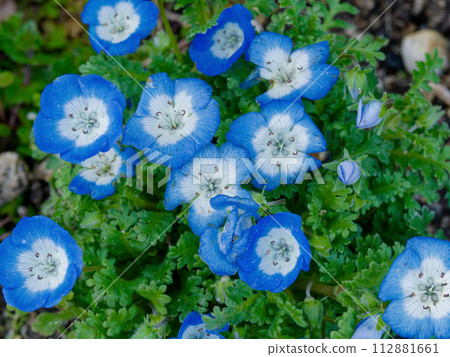 Nemophila 的藍色花朵，一種原產於北美的一年生植物。 112881661