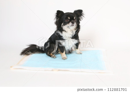 Chihuahua sitting on toilet sheet Chihuahua sitting on toilet sheet 112881701