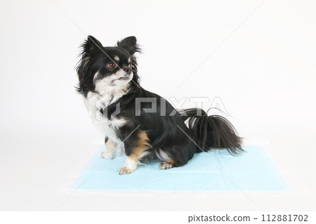 吉娃娃坐在廁所床單上 吉娃娃坐在廁所床單上 112881702