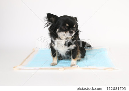 吉娃娃坐在廁所床單上 112881703