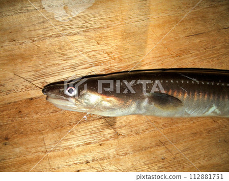 I took a picture of the conger eel I caught and put it on a table. I took a picture of the conger eel I caught and put it on a table. 112881751