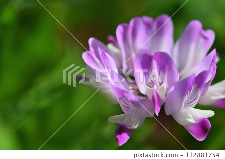 黃芪花 112881754