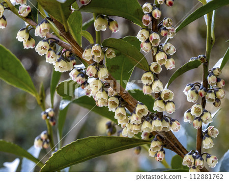 歐亞粳稻的白花 112881762
