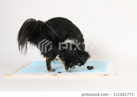 A Chihuahua defecating on a toilet sheet A Chihuahua defecating on a toilet sheet 112881775