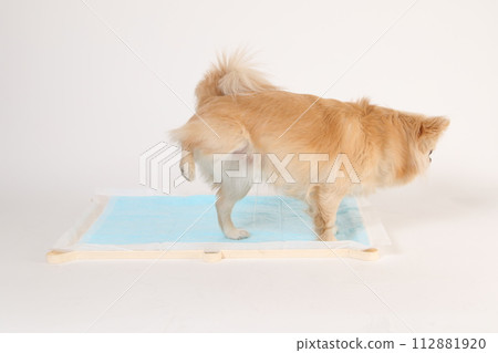 Chihuahua raises his legs to defecate on the toilet sheet 112881920