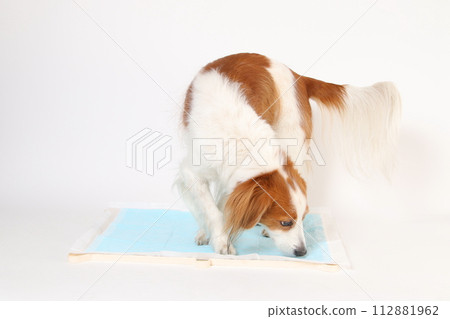 Koikerhondye 在馬桶前聞衛生紙 Koikerhondye 在馬桶前聞衛生紙 112881962