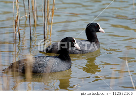 Typical species of Cinidae, Coot 112882166
