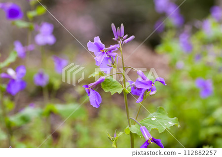 A member of the rape blossom family, Oaraseito (Oaraseitou) A member of the rape blossom family, Oaraseito (Oaraseitou) 112882257