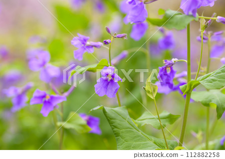 A member of the rape blossom family, Oaraseito (Oaraseitou) A member of the rape blossom family, Oaraseito (Oaraseitou) 112882258