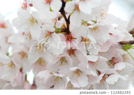 Cherry blossoms in full bloom at Fukaya City patio Cherry blossoms in full bloom at Fukaya City patio 112882291