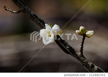 Admire the flowers: white flowers of the rose family Hanamomo 112882352