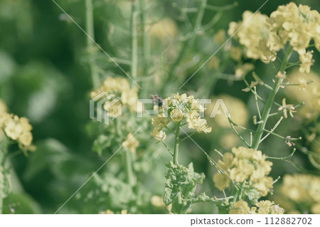 Rape blossoms Rape blossoms 112882702
