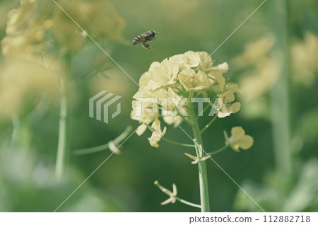 強姦開花 112882718