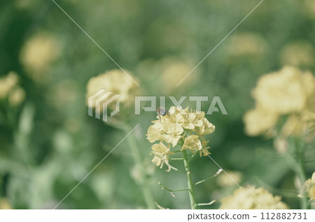 Rape blossoms 112882731