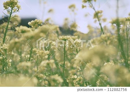 Rape blossoms 112882756