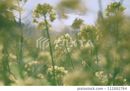Rape blossoms 112882764
