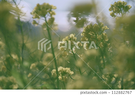 Rape blossoms 112882767